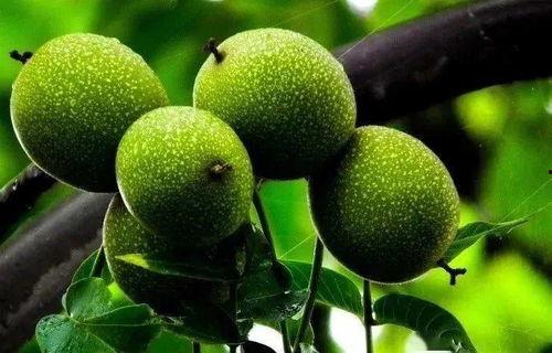 康县老头吃瓜,岁月静好，瓜香四溢  第1张